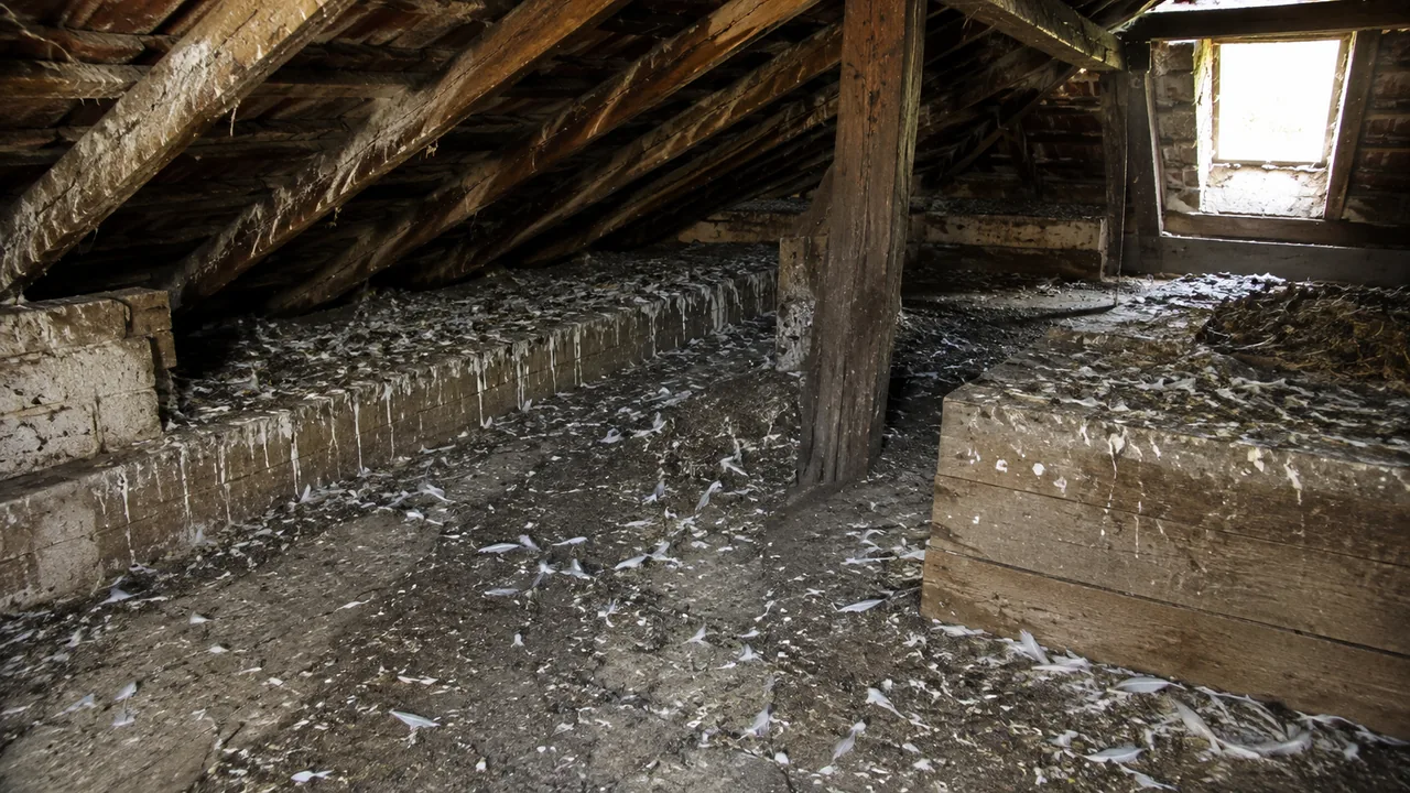 Почистване на курешки от гълъби в замърсено таванско помещение